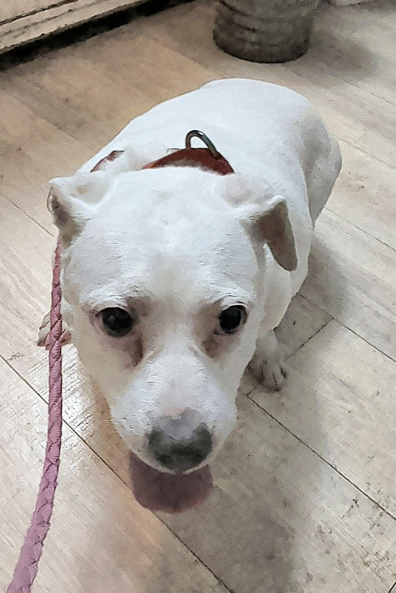 Enlarge Maggie, an adopted mixed breed in Brainerd, MN image 3/6