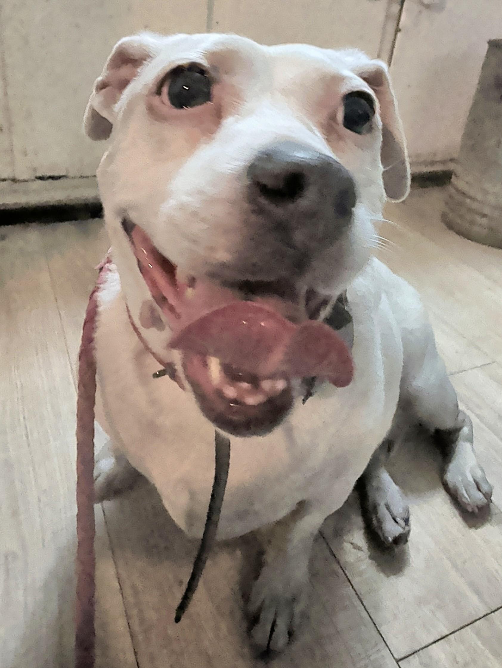Enlarge Maggie, an adopted mixed breed in Brainerd, MN image 1/6