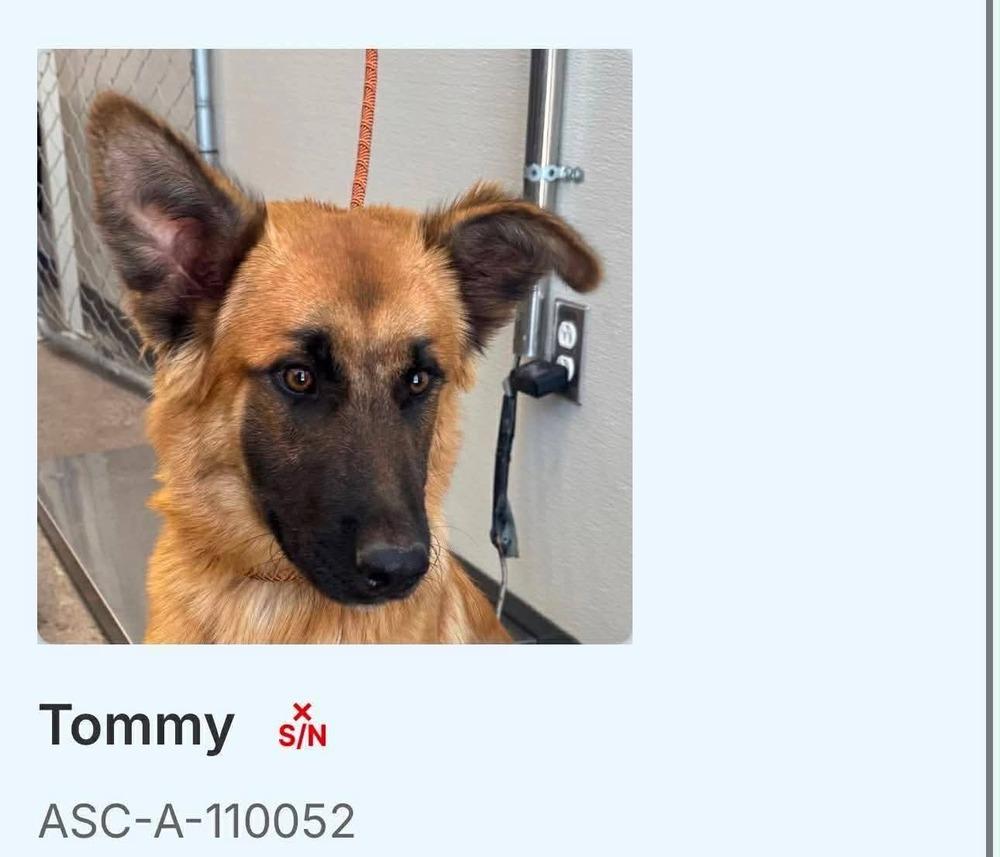 Tommy, Adoptable, Adult Male German Shepherd Dog.