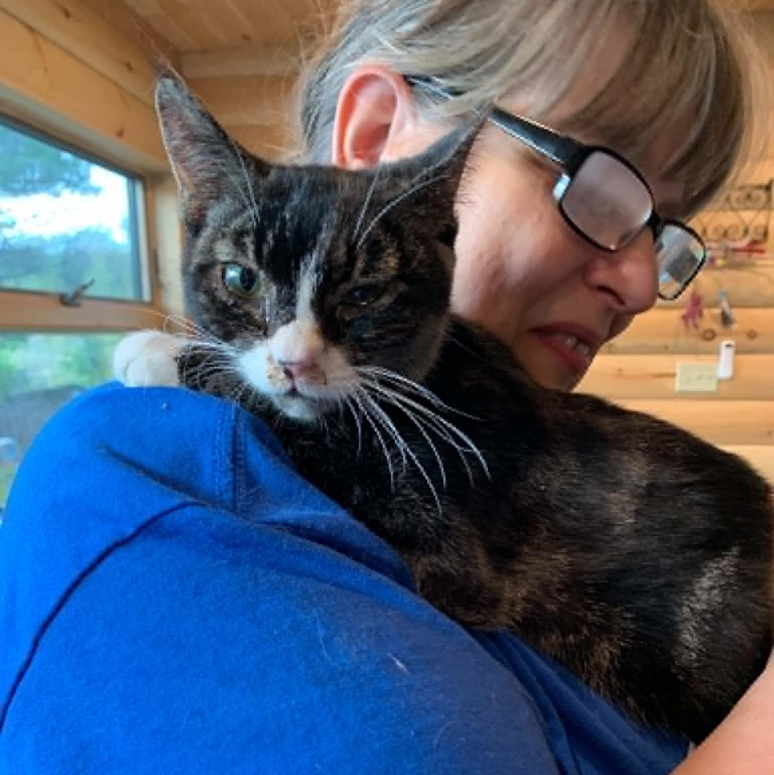 Enlarge Igor, a Adopted Tabby in Hawley, PA image 2/3