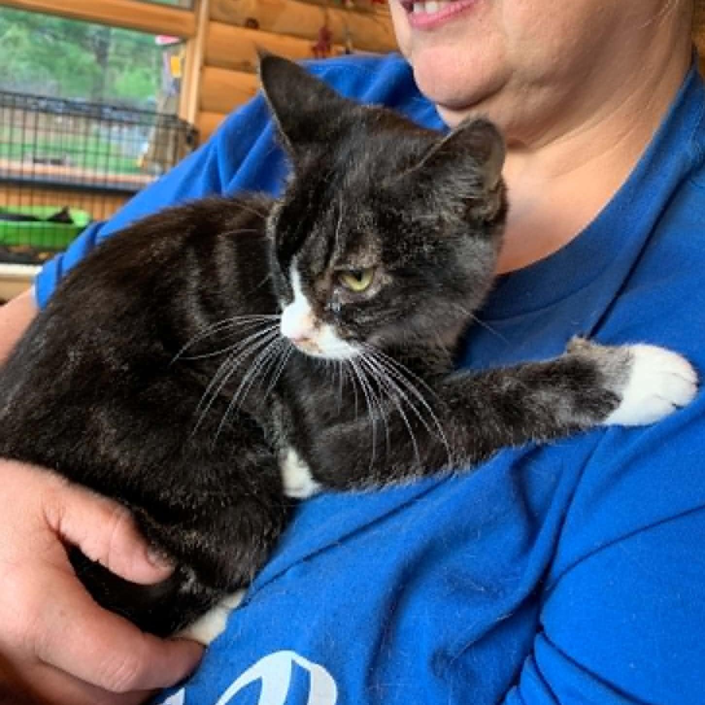 Enlarge Igor, a Adopted Tabby in Hawley, PA image 3/3