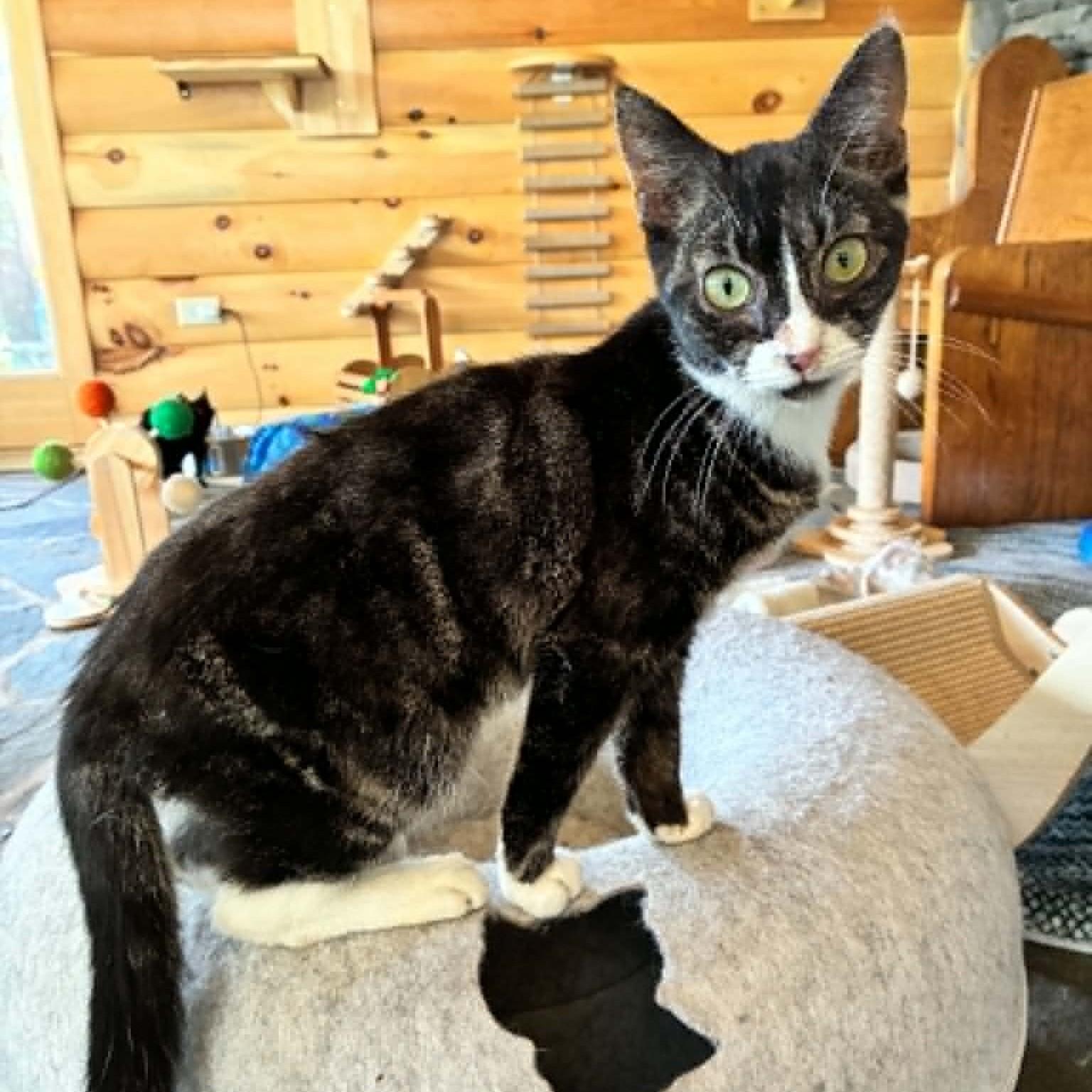 Igor, Adopted, Young Male Tabby.