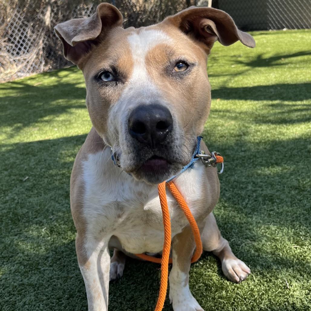 Enlarge Penny, a Adoptable Mixed Breed in Sarasota, FL image 1/6