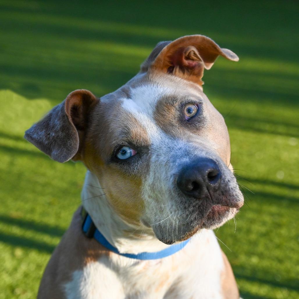 Enlarge Penny, a Adoptable Mixed Breed in Sarasota, FL image 2/6