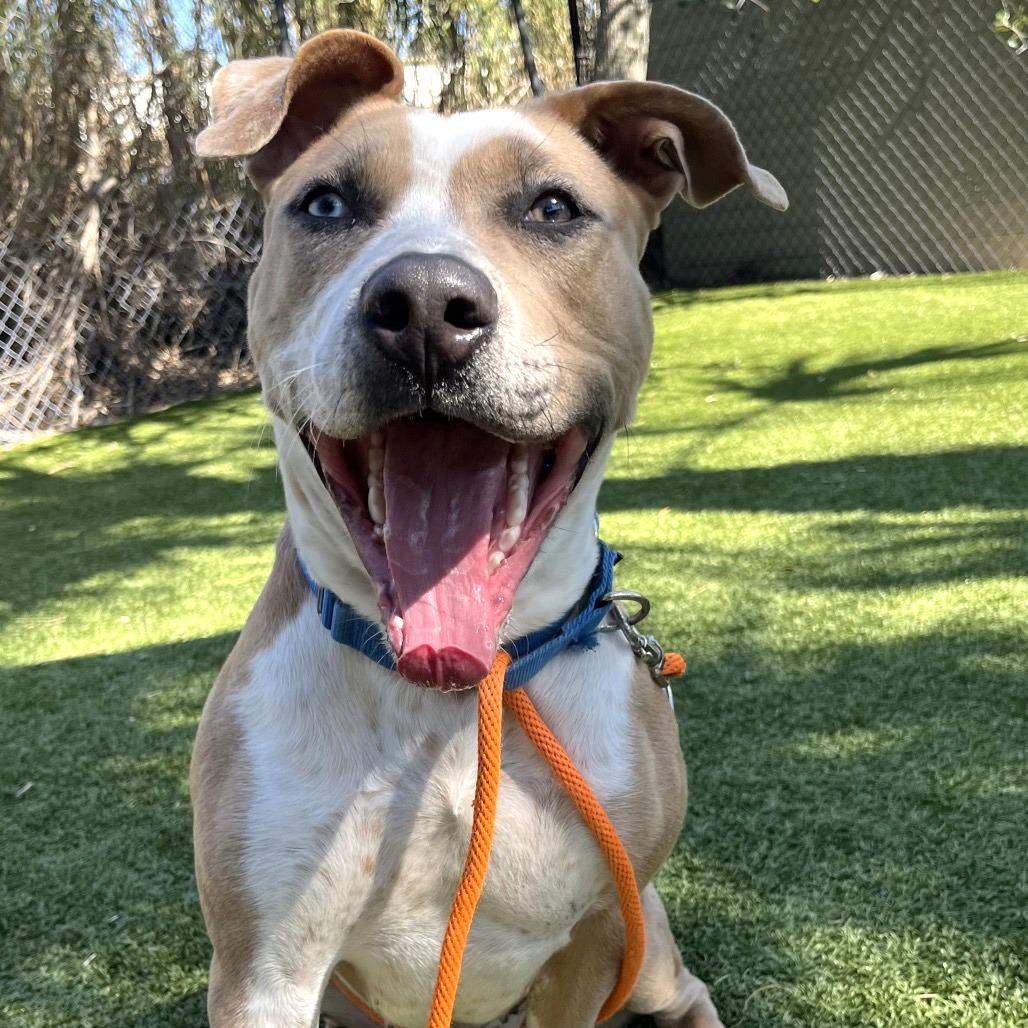 Enlarge Penny, a Adoptable Mixed Breed in Sarasota, FL image 3/6
