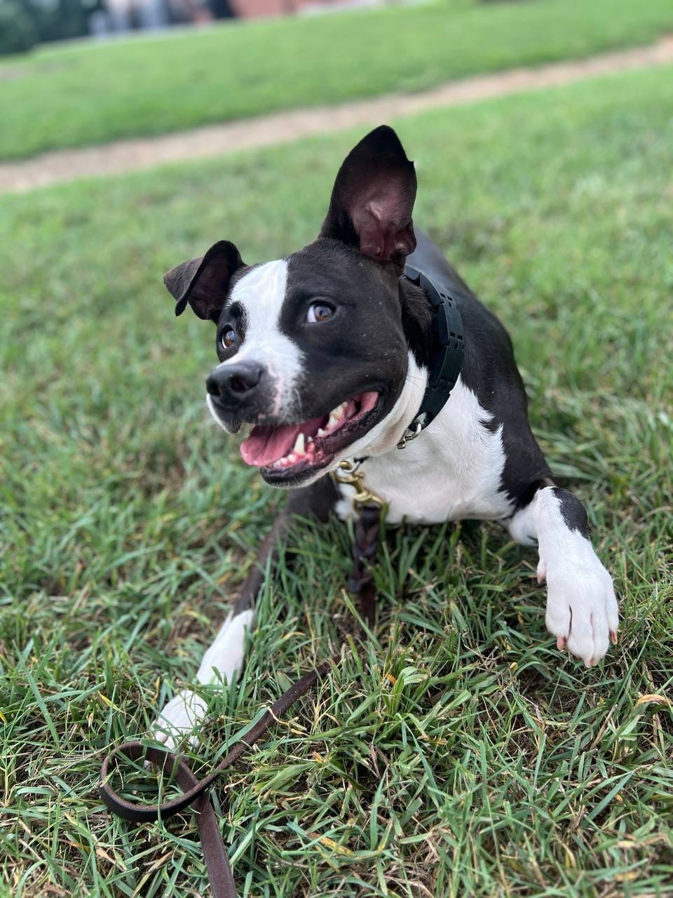 Enlarge Bodhi, a Adoptable mixed breed in Moyock, NC image 1/4