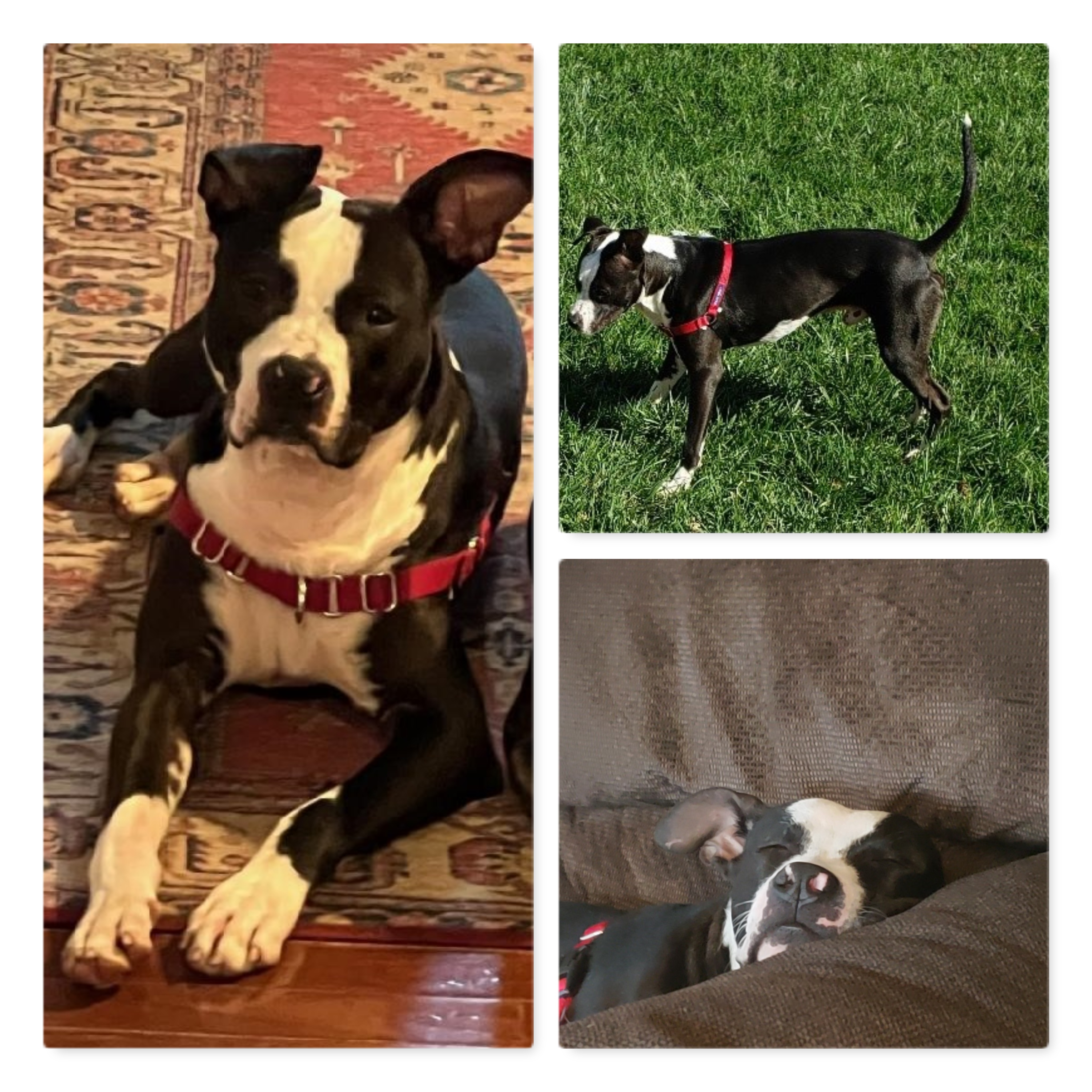 Enlarge Bodhi, a Adoptable mixed breed in Moyock, NC image 2/4