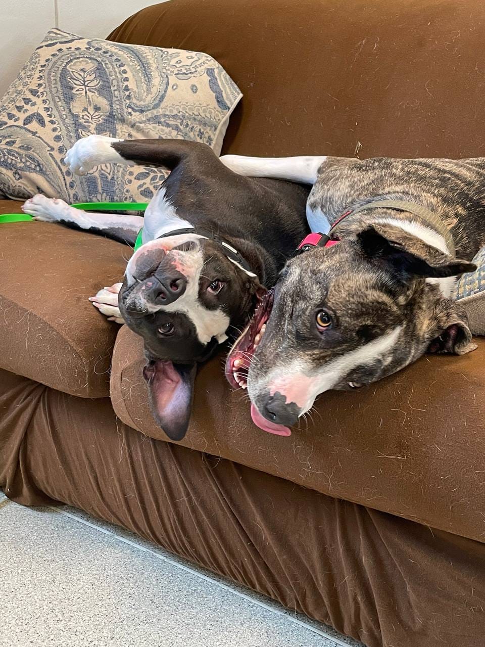 Enlarge Bodhi, a Adoptable mixed breed in Moyock, NC image 3/4