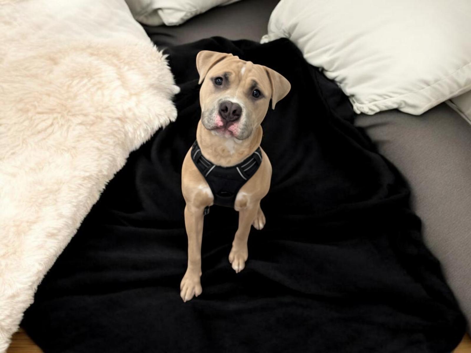 Chico, a Adopted mixed breed in Midway, UT image 1/2