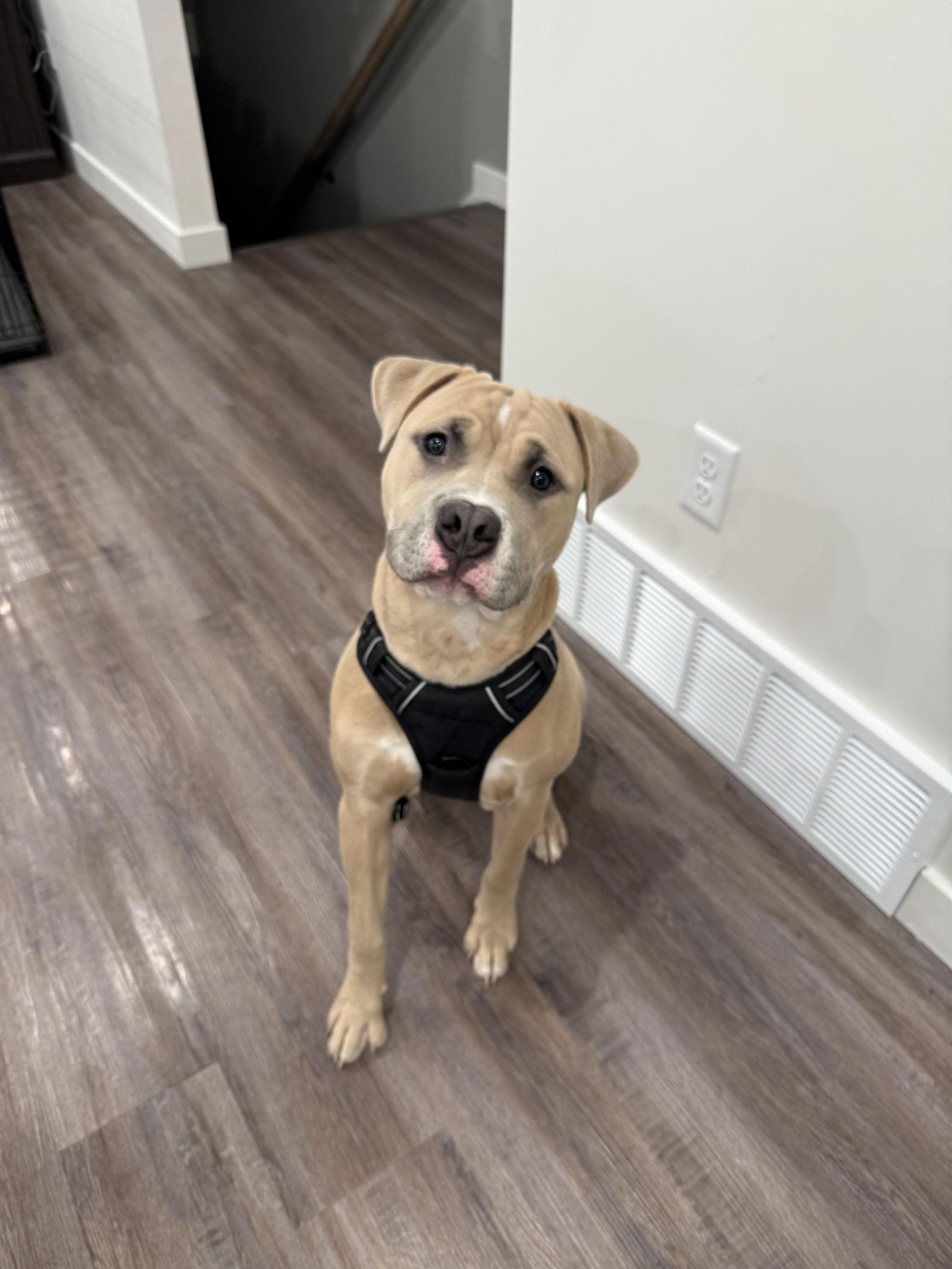 Chico, a Adopted mixed breed in Midway, UT image 2/2