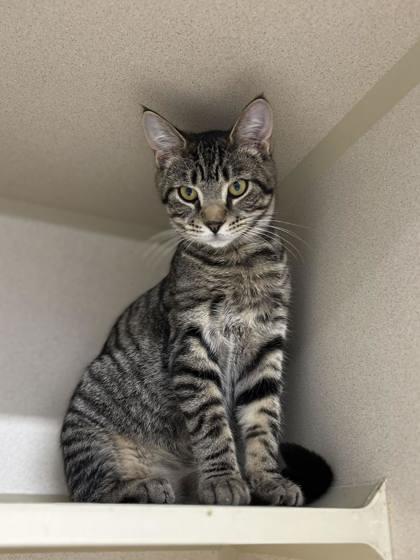 Slider, Adoptable, Kitten Male Domestic Short Hair & Domestic Short Hair.