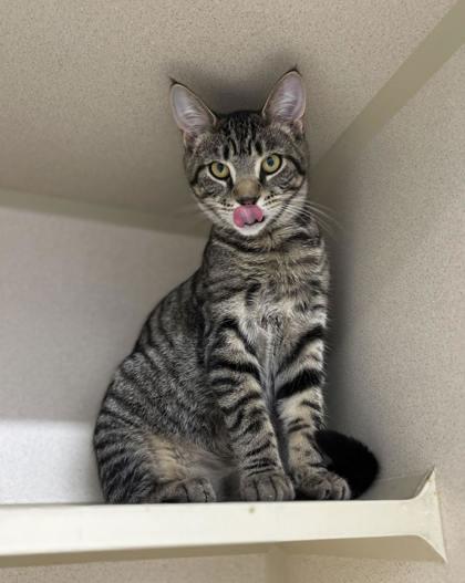 Slider, Adoptable, Kitten Male Domestic Short Hair & Domestic Short Hair.