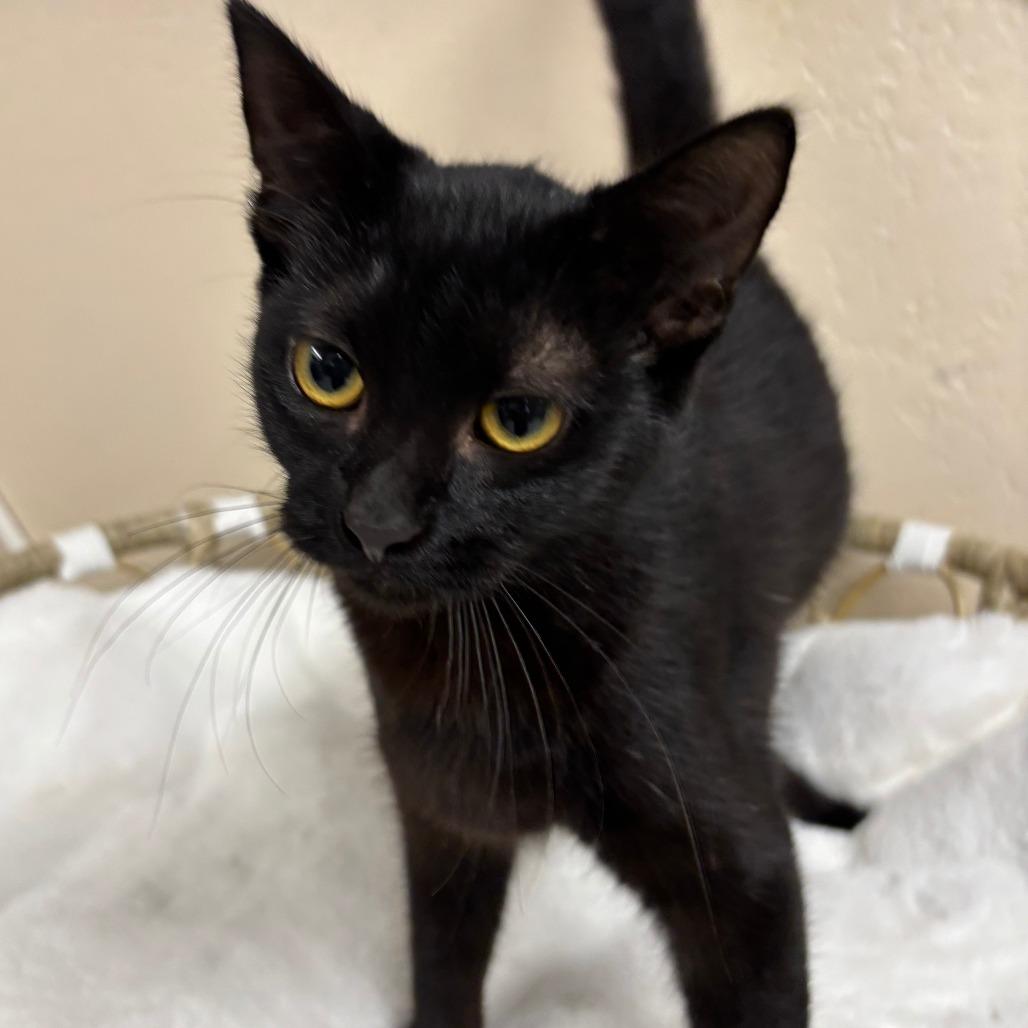 Betty, Adoptable, Young Female Domestic Short Hair.