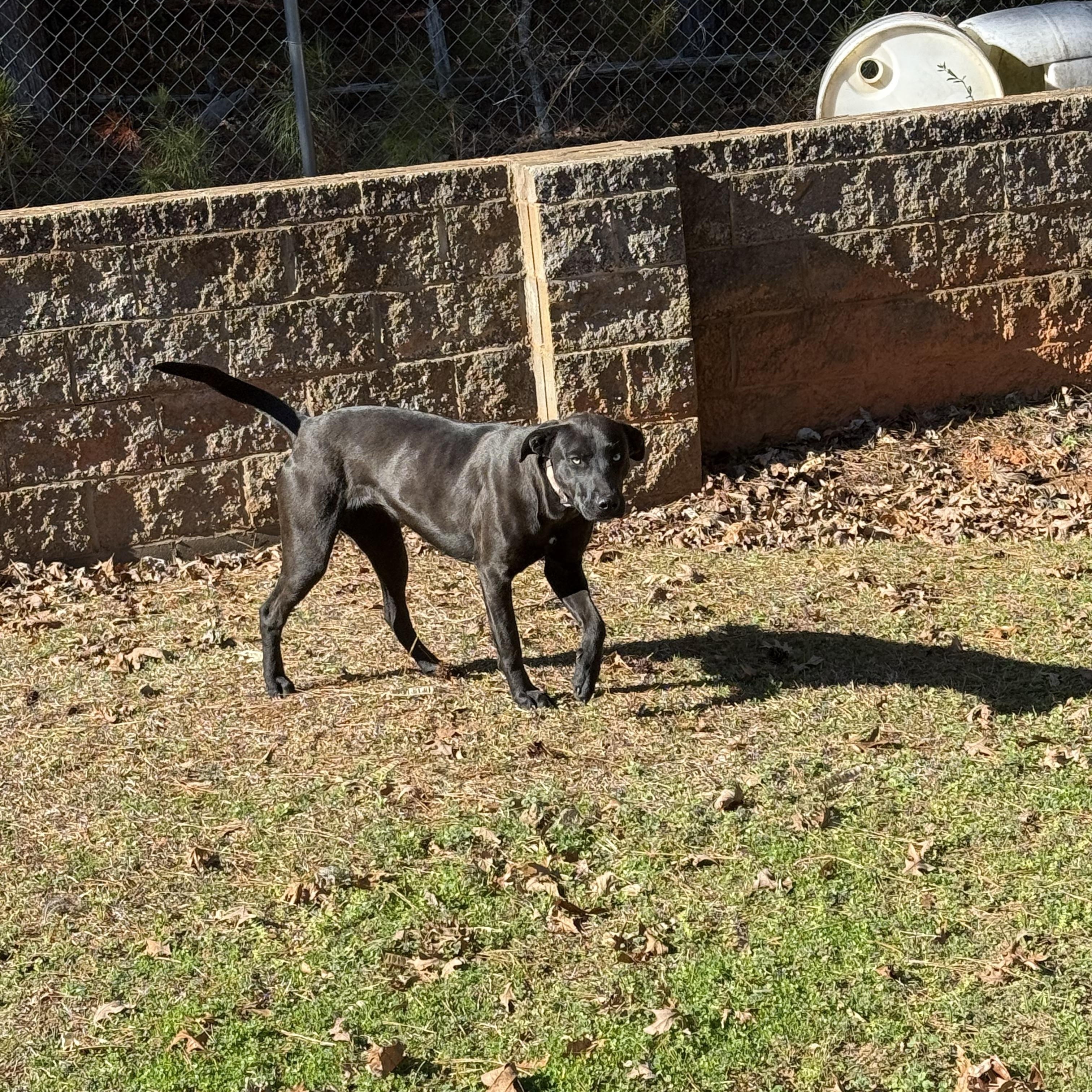 Enlarge Lu 11953, a ADOPTABLE mixed breed in Elberton, GA image 6/6