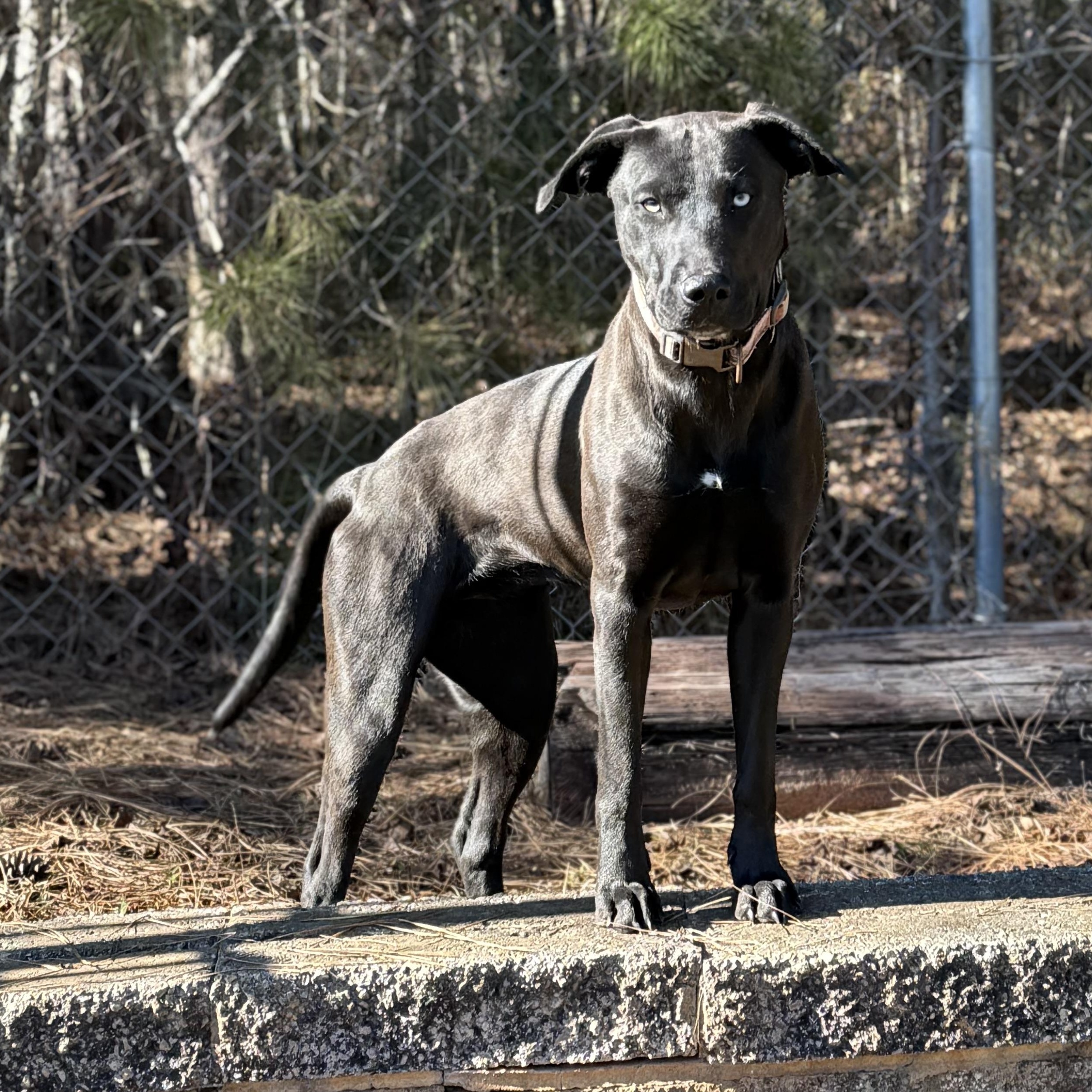 Enlarge Lu 11953, a ADOPTABLE mixed breed in Elberton, GA image 3/6