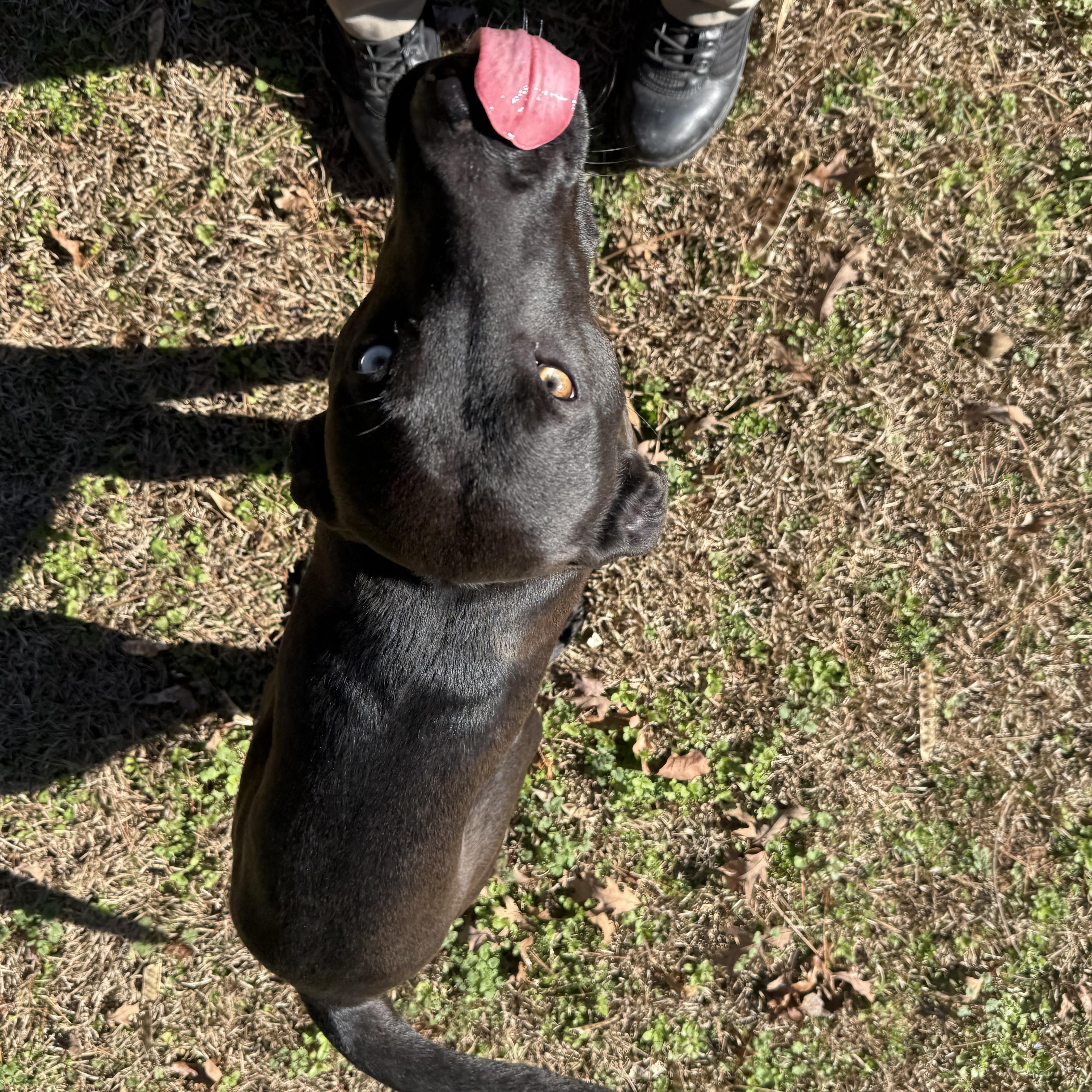 Enlarge Lu 11953, a ADOPTABLE mixed breed in Elberton, GA image 5/6