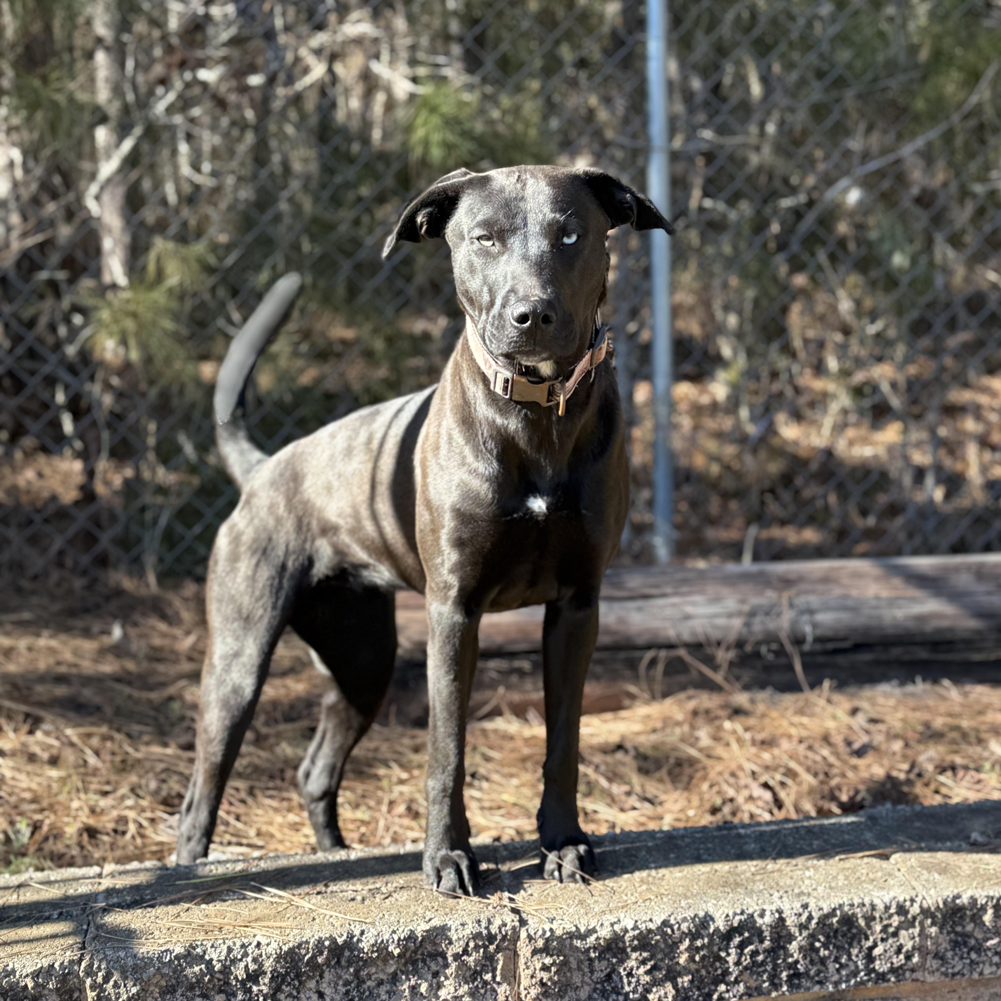 Enlarge Lu 11953, a ADOPTABLE mixed breed in Elberton, GA image 1/6