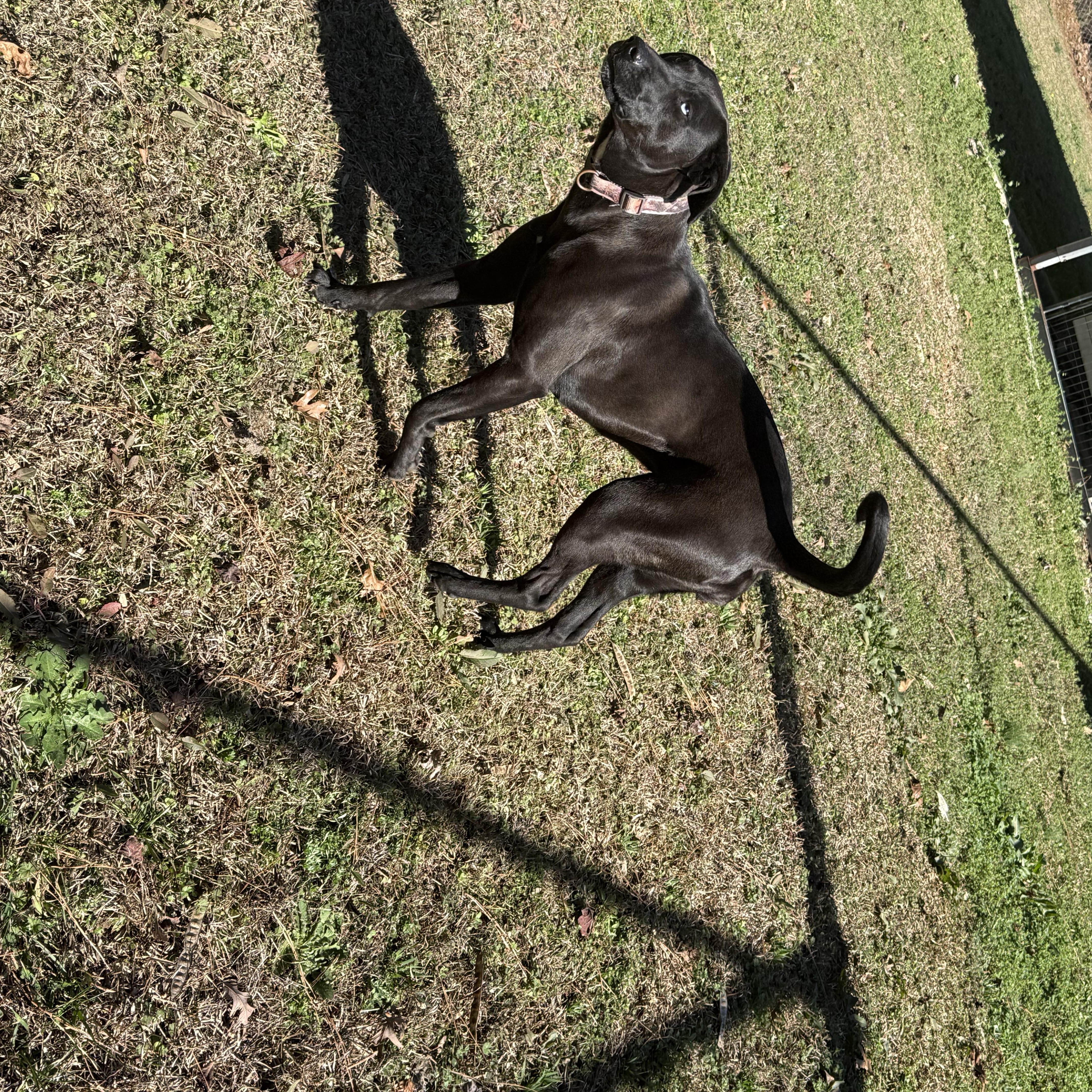 Enlarge Lu 11953, a ADOPTABLE mixed breed in Elberton, GA image 4/6