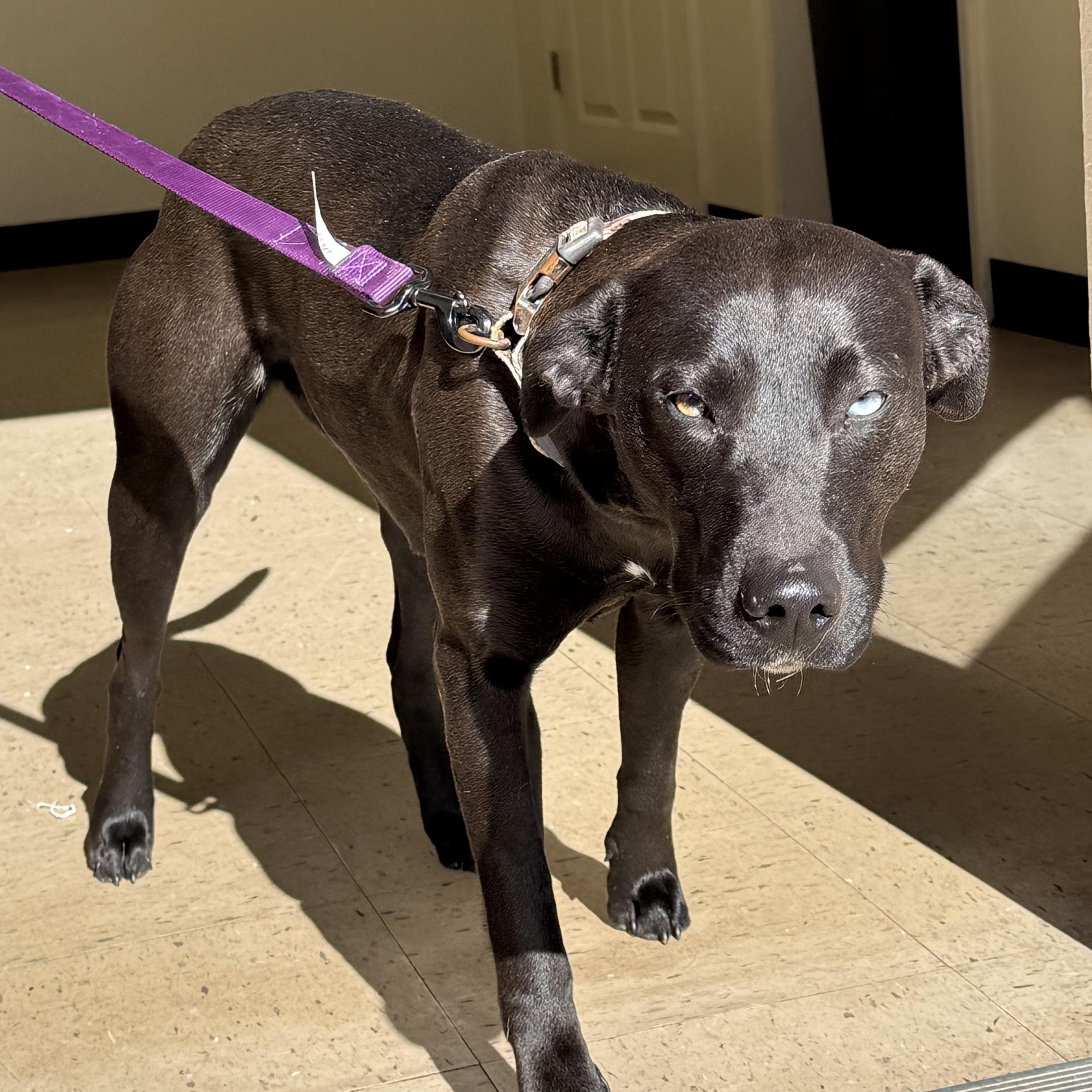 Enlarge Lu 11953, a ADOPTABLE mixed breed in Elberton, GA image 2/6