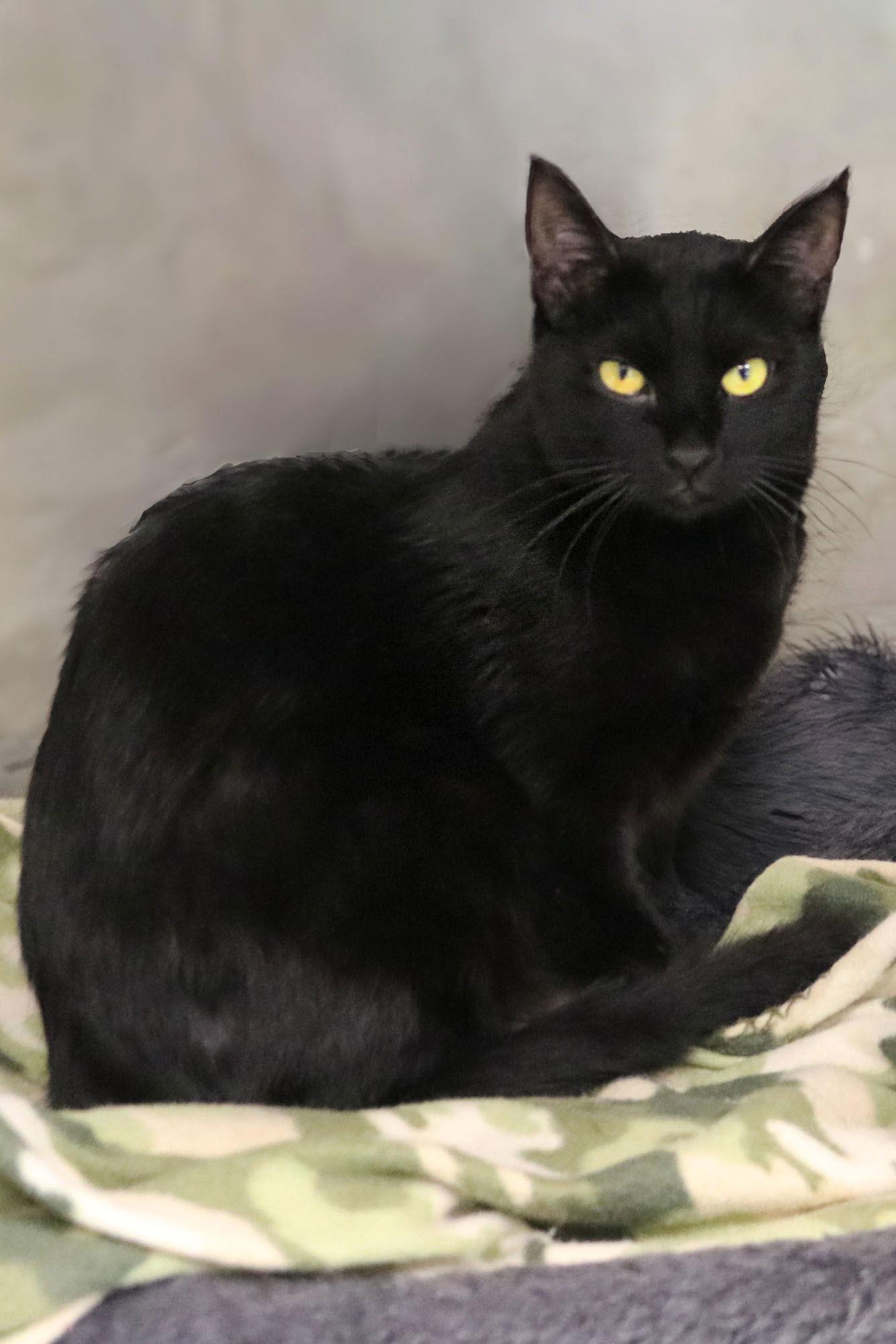 Sasha, Adoptable, Adult Female Domestic Short Hair.