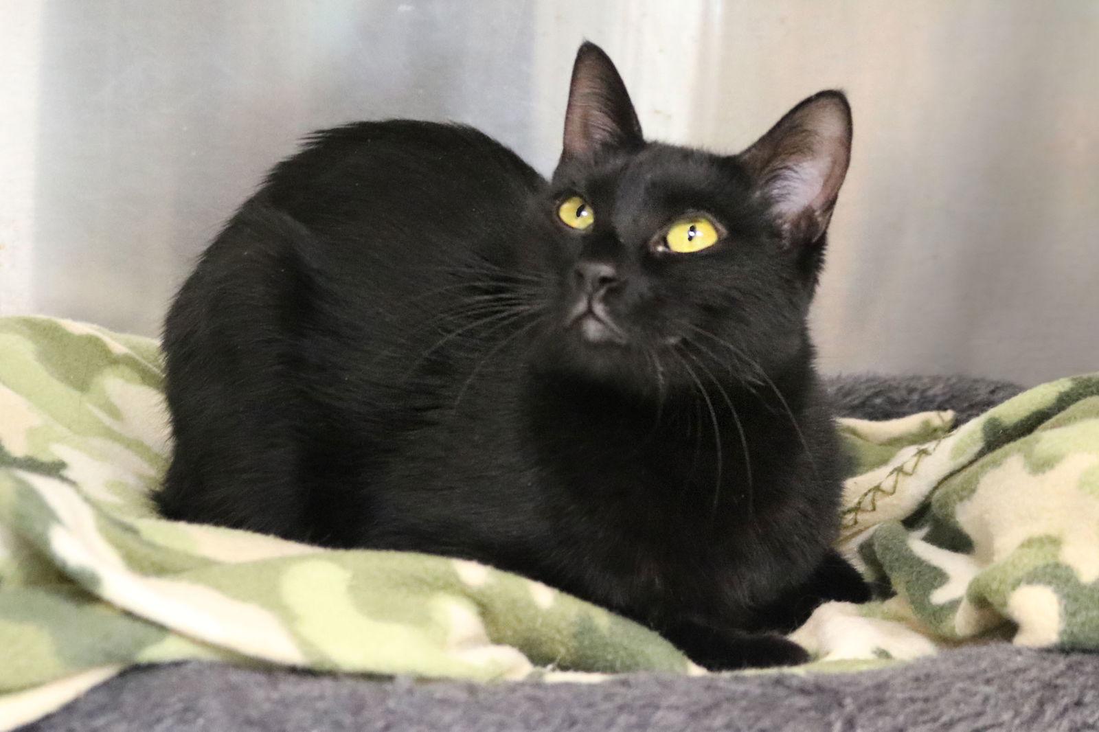 Enlarge Sasha, a Adoptable Domestic Short Hair in Buford, GA image 2/3