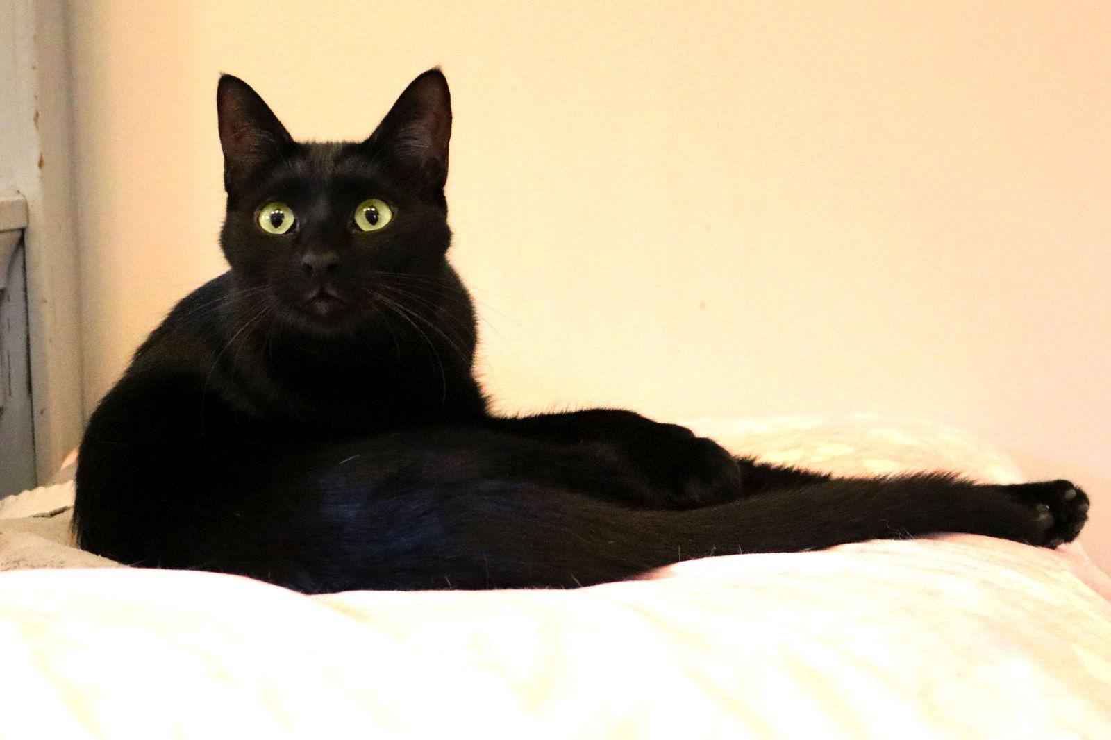 Enlarge Sasha, a Adoptable Domestic Short Hair in Buford, GA image 3/3