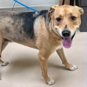 Vega, ADOPTABLE, Adult Male Foxhound & Terrier.