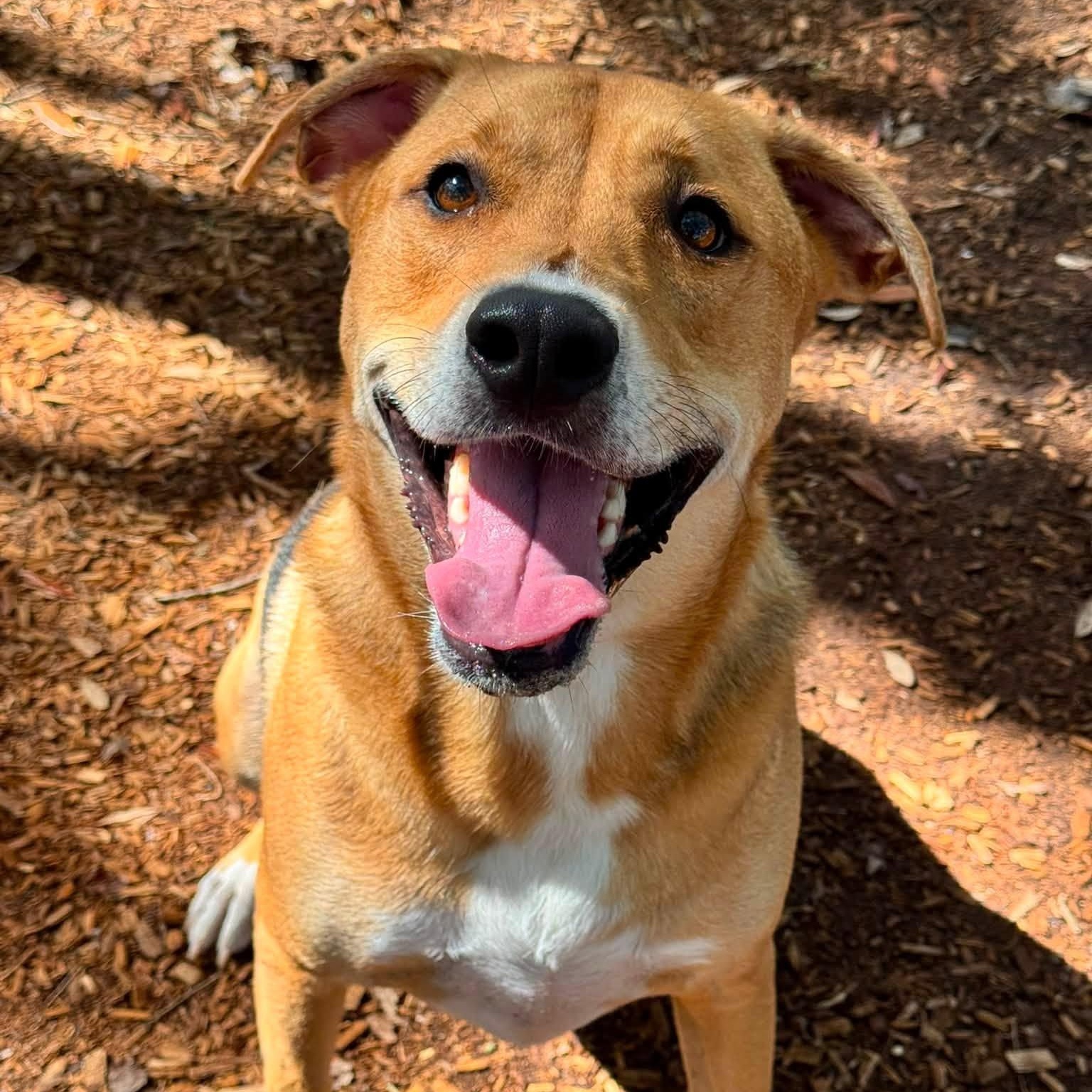 Enlarge Vega, a ADOPTABLE mixed breed in St. Augustine, FL image 3/4