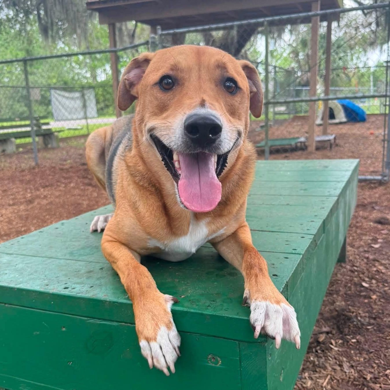 Enlarge Vega, a ADOPTABLE mixed breed in St. Augustine, FL image 2/4