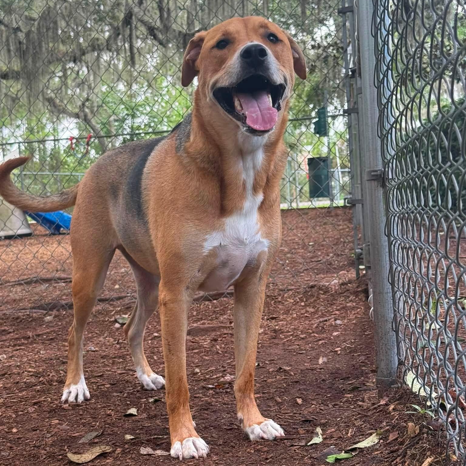 Vega, ADOPTABLE, Adult Male Foxhound & Terrier.
