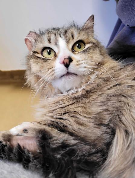 Enlarge Neve (IN TRIAL ADOPTION), an adopted Domestic Medium Hair in Nantucket, MA image 3/3