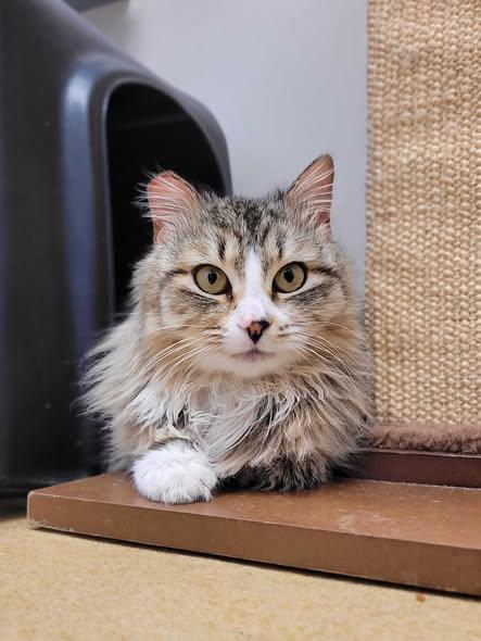 Enlarge Neve (IN TRIAL ADOPTION), an adopted Domestic Medium Hair in Nantucket, MA image 1/3