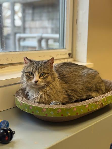 Enlarge Neve (IN TRIAL ADOPTION), an adopted Domestic Medium Hair in Nantucket, MA image 2/3