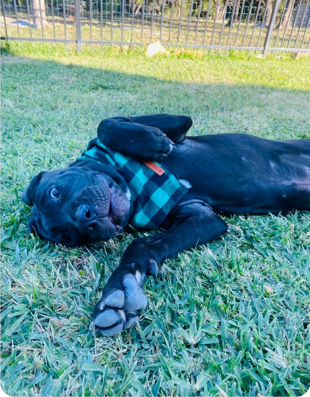 Hans & Hanna, Adoptable, Young Male Great Dane & Labrador Retriever.