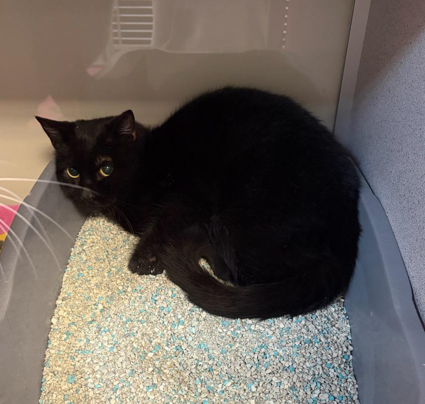 Emmett, Adoptable, Young Male Domestic Short Hair.