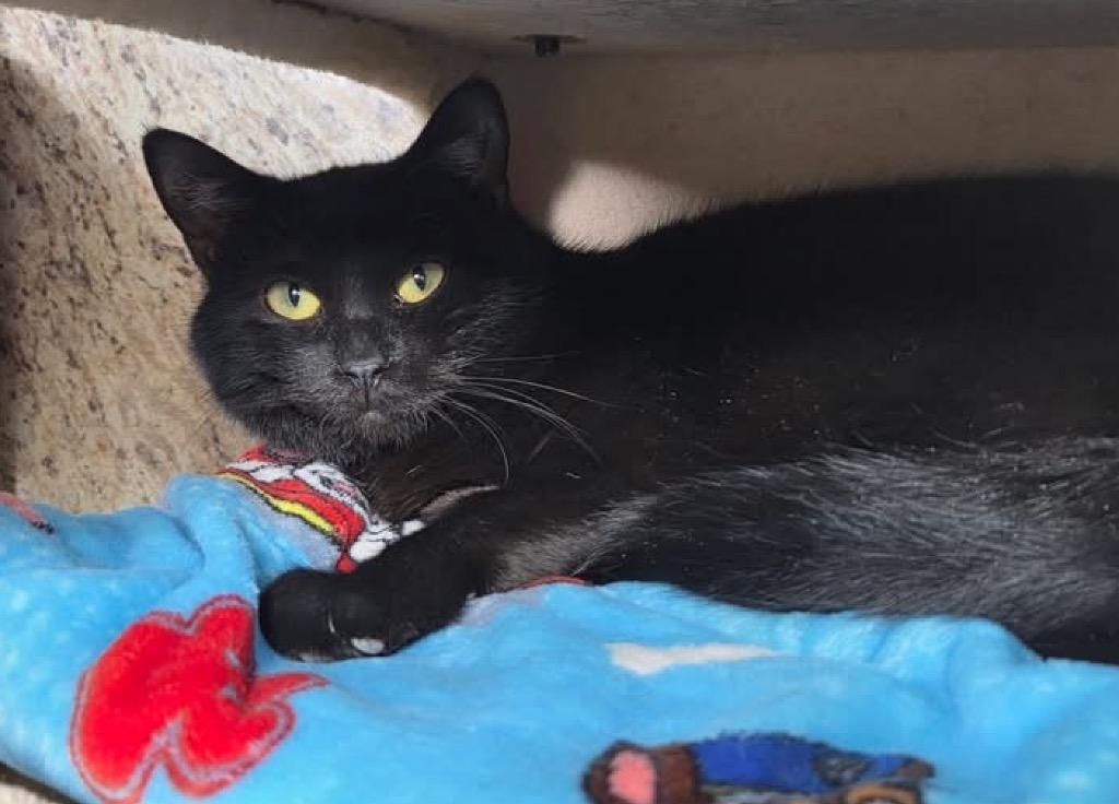 Enlarge Emmett, a Adoptable mixed breed in Liverpool, NY image 2/4