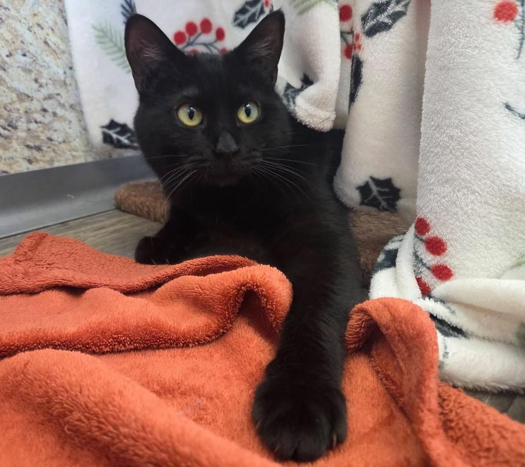 Enlarge Emmett, a Adoptable mixed breed in Liverpool, NY image 3/4