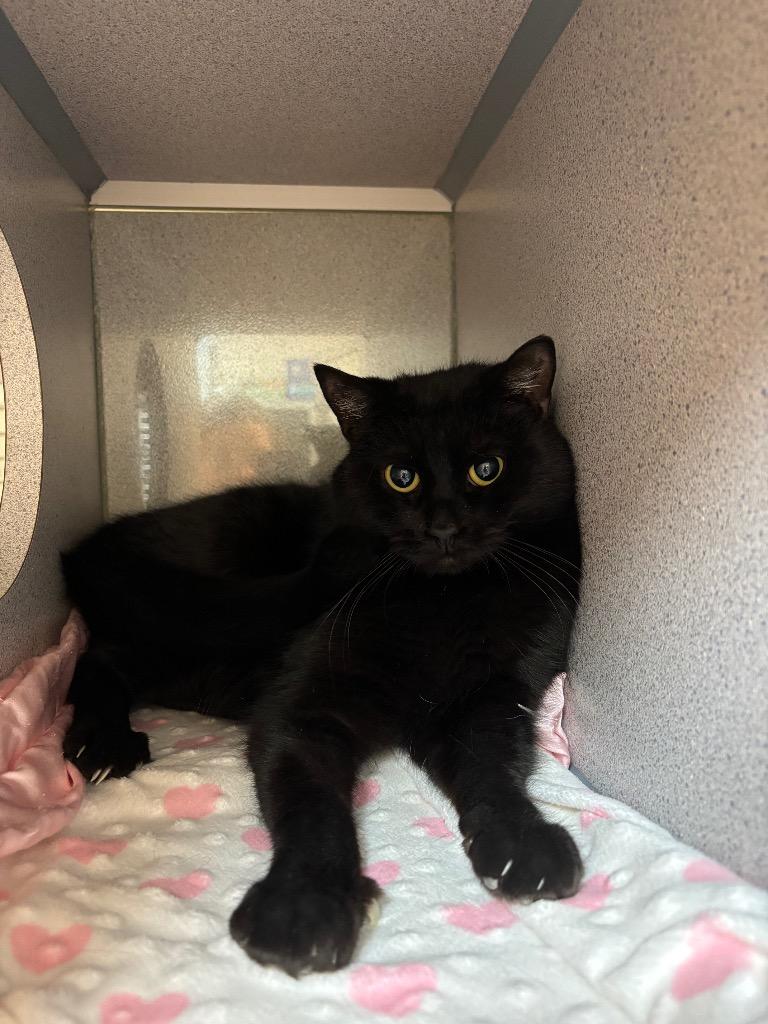 Enlarge Emmett, a Adoptable mixed breed in Liverpool, NY image 4/4