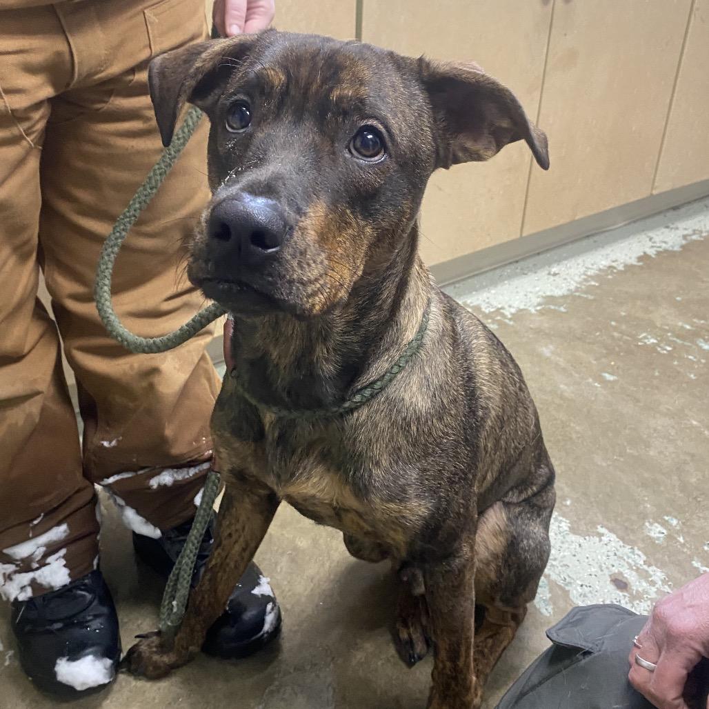 Roz 193, a Adoptable Pit Bull Terrier in Canastota, NY image 1/6