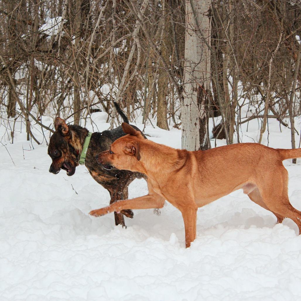 Roz 193, a Adoptable Pit Bull Terrier in Canastota, NY image 2/6