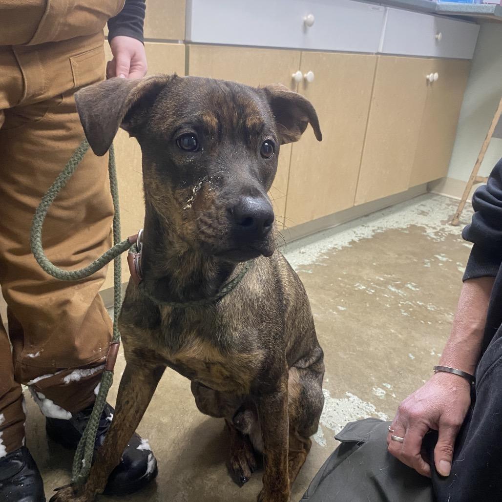 Roz 193, a Adoptable Pit Bull Terrier in Canastota, NY image 3/6