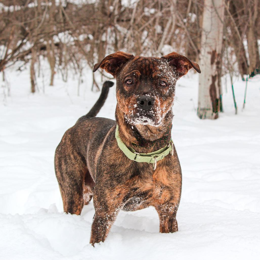 Roz 193, a Adoptable Pit Bull Terrier in Canastota, NY image 4/6