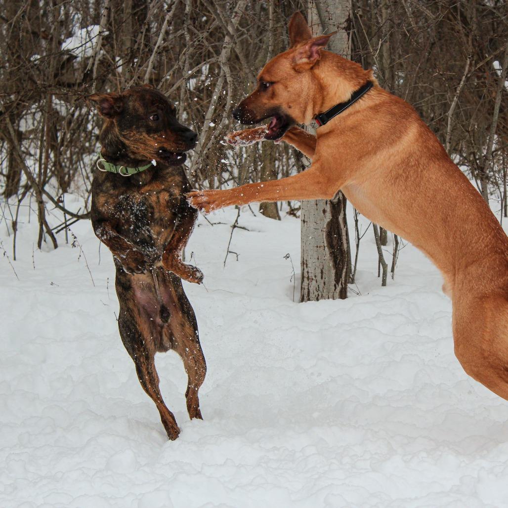 Roz 193, a Adoptable Pit Bull Terrier in Canastota, NY image 5/6