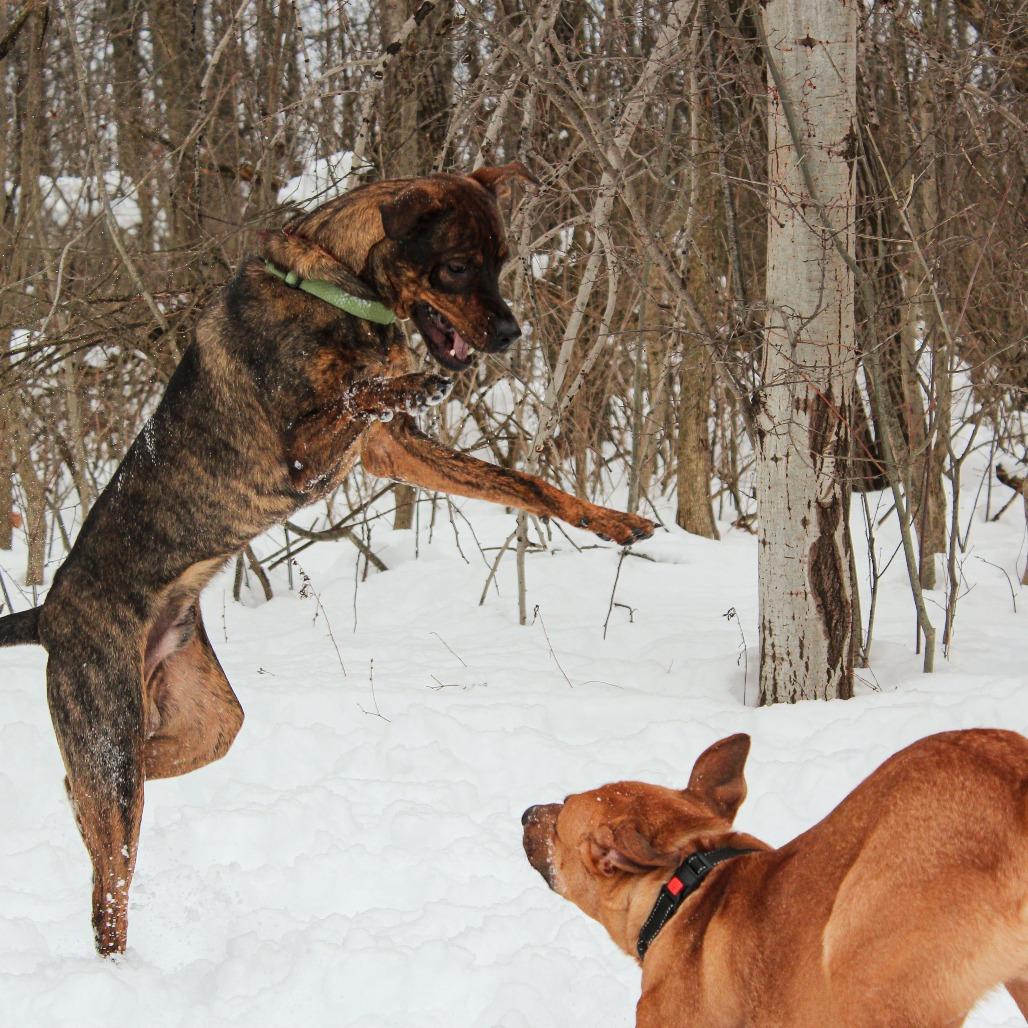 Roz 193, a Adoptable Pit Bull Terrier in Canastota, NY image 6/6