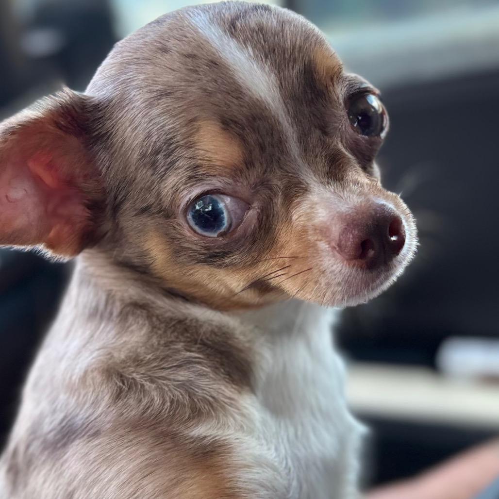 Enlarge Ege, a Adoptable Chihuahua in Gulfport, MS image 1/6
