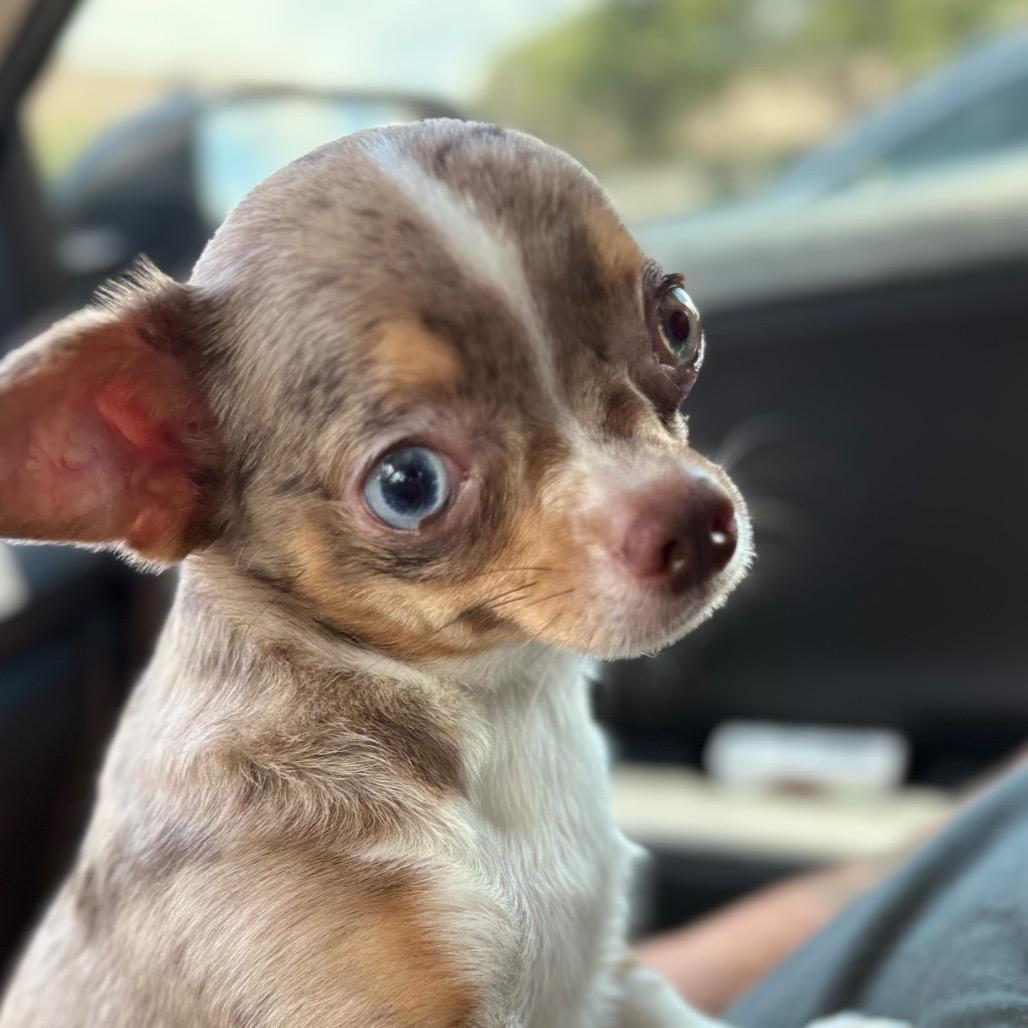 Enlarge Ege, a Adoptable Chihuahua in Gulfport, MS image 2/6