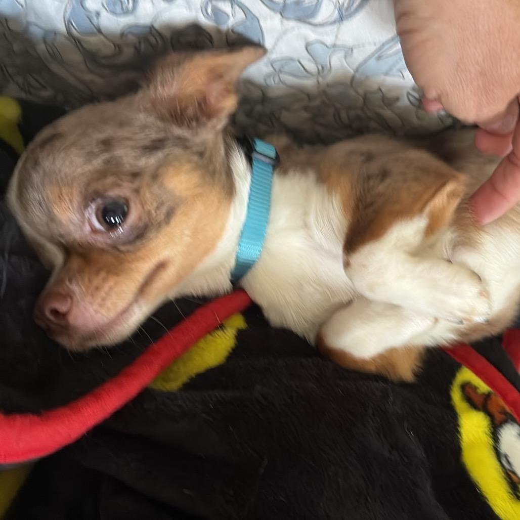 Enlarge Ege, a Adoptable Chihuahua in Gulfport, MS image 3/6