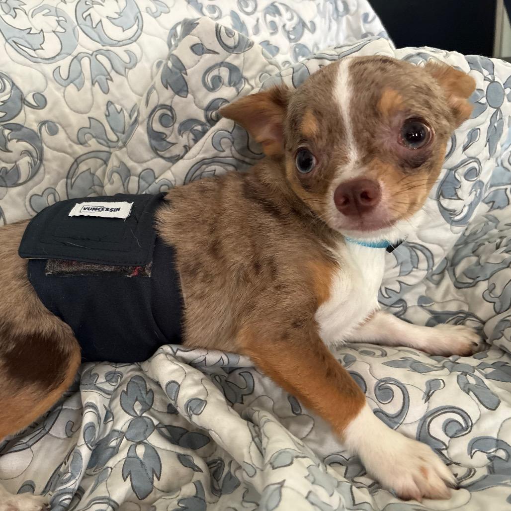 Enlarge Ege, a Adoptable Chihuahua in Gulfport, MS image 4/6