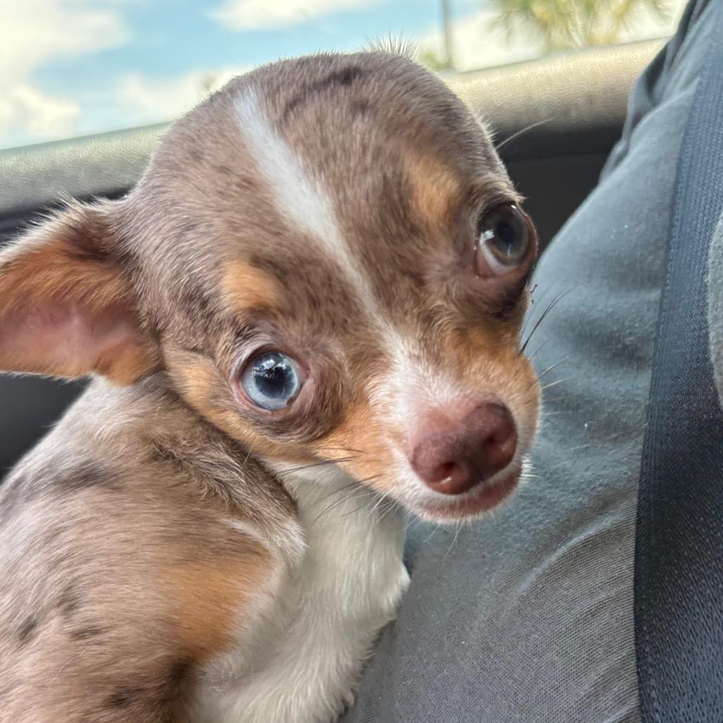 Enlarge Ege, a Adoptable Chihuahua in Gulfport, MS image 5/6