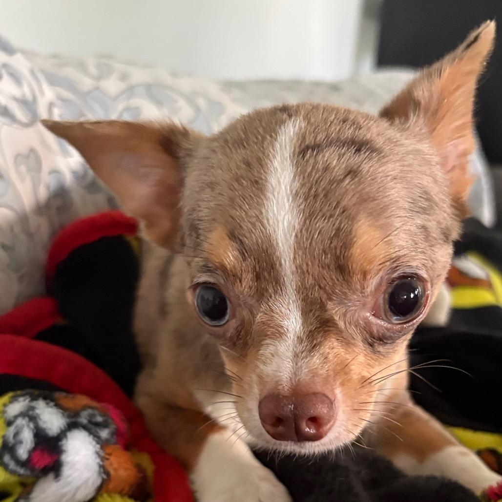Enlarge Ege, a Adoptable Chihuahua in Gulfport, MS image 6/6